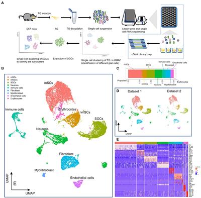 Single-cell transcriptomic profile of satellite glial cells in trigeminal ganglion